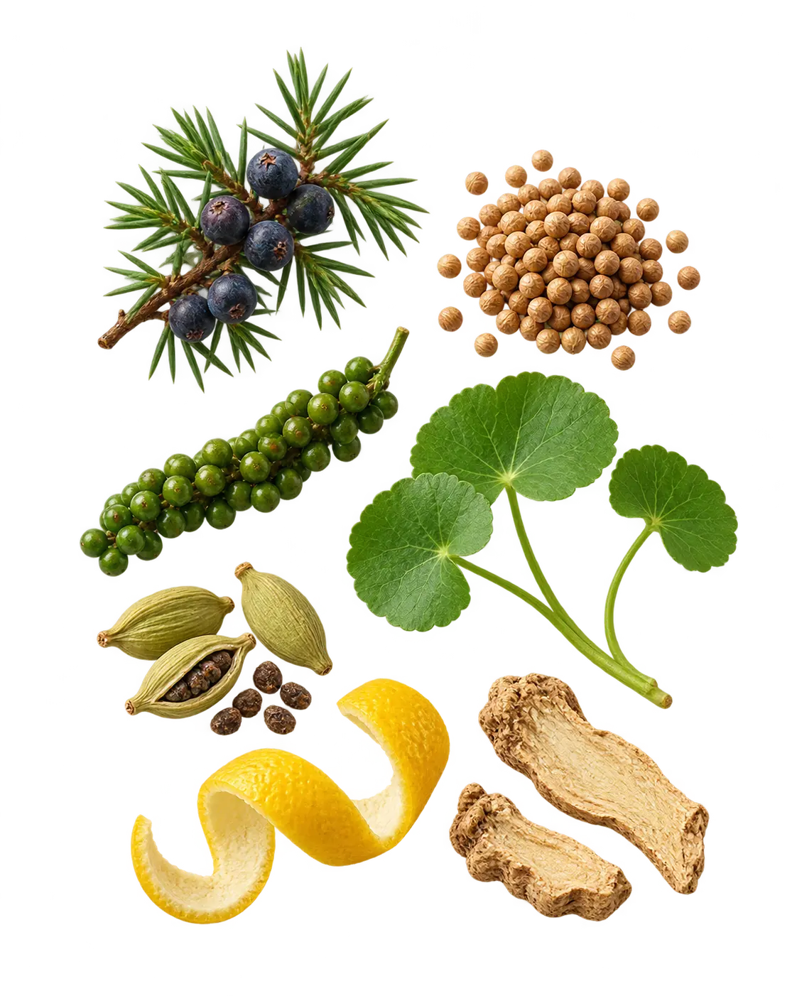 Complete botanical arrangement: juniper, coriander seeds, green peppercorns, gotukola, cardamom, lemon peel and angelica root